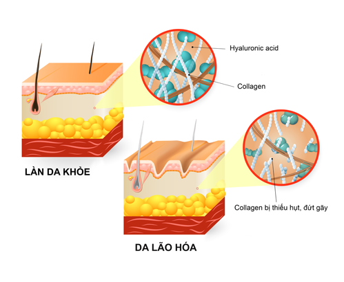 Collagen và HA - Sự kết hợp tuyệt vời cho làn da