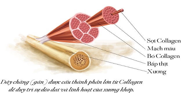 Collagen là gì? Tác dụng của collagen đối với cơ thể con người 