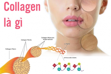 Vai trò của collagen với cơ thể
